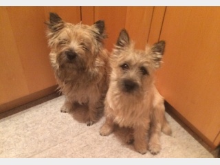 IMG 2384 Neala Shauna 1